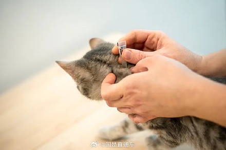 小伙被流浪猫咬伤后视力骤降，真相竟是这种罕见病  第3张