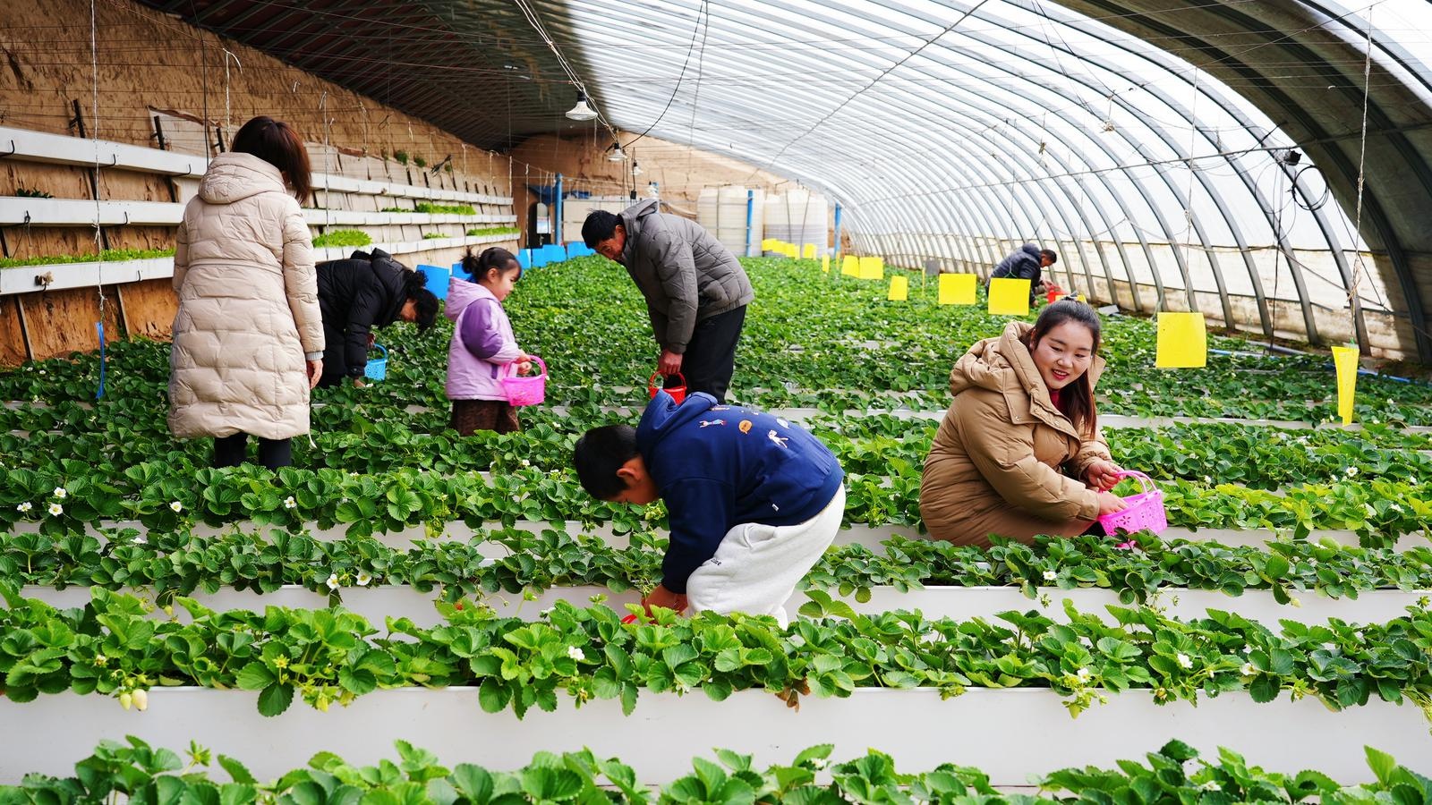 冬日暖阳下，永靖县草莓与番茄新鲜上市，游客乐享田园采摘乐趣  第2张