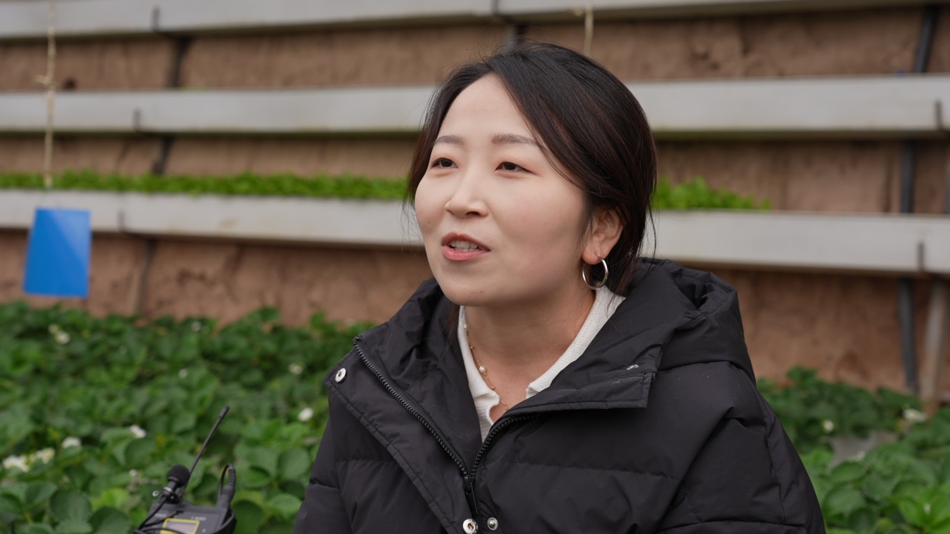 冬日暖阳下，永靖县草莓与番茄新鲜上市，游客乐享田园采摘乐趣  第4张
