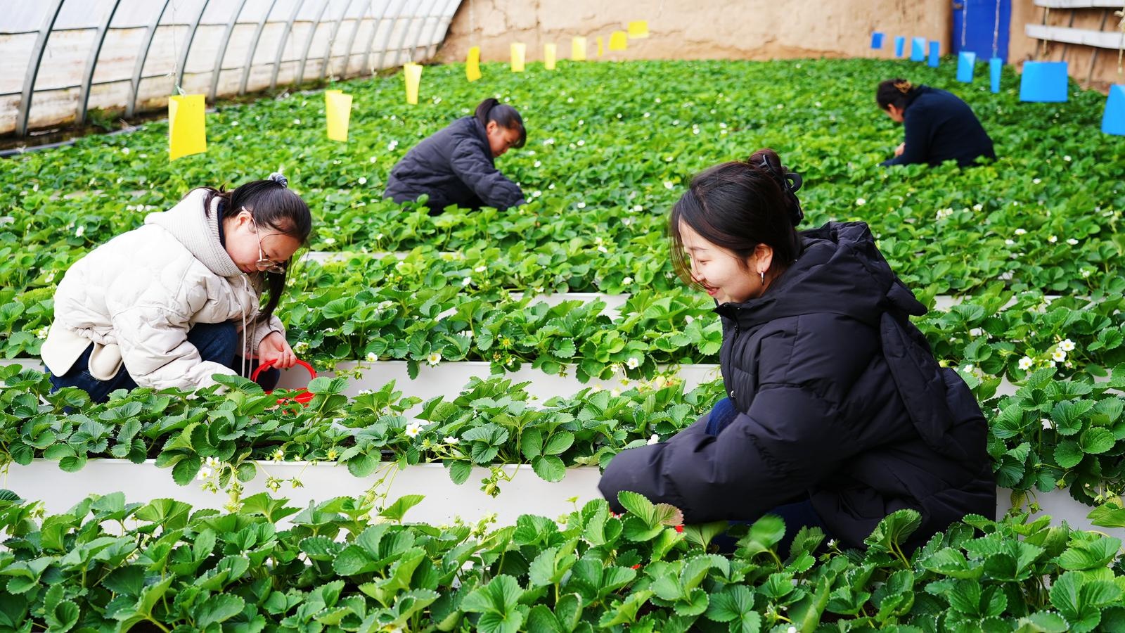 冬日暖阳下，永靖县草莓与番茄新鲜上市，游客乐享田园采摘乐趣  第5张