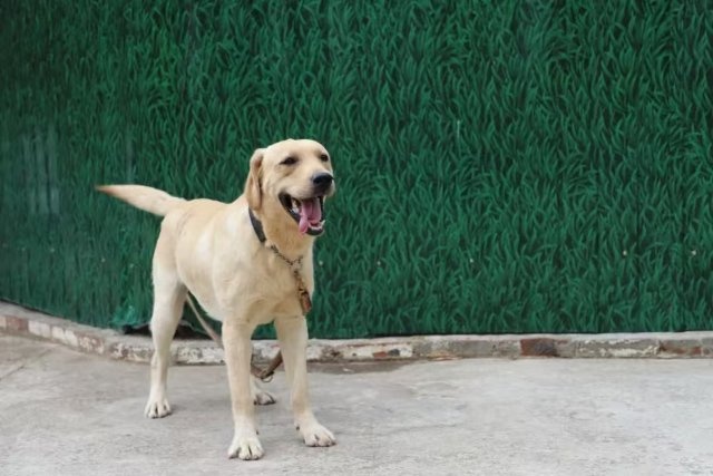 云南39只准搜救犬考编失败求领养，近700人报名争抢，你心动了吗？  第2张