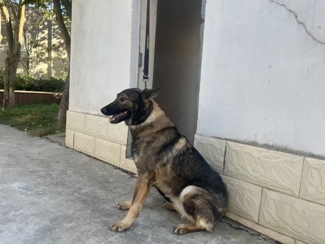 云南39只准搜救犬考编失败求领养，近700人报名争抢，你心动了吗？  第4张