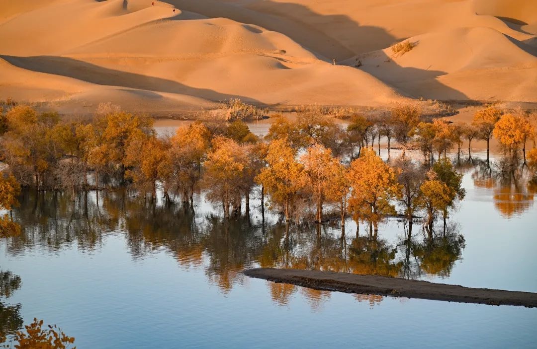 初冬塔河源：胡杨的辉煌与心灵的宁静，一场岁月的浪漫邂逅  第3张