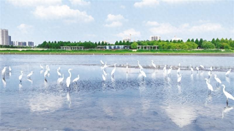 淄博经开区孝妇河：10.9 公里的美丽画卷，你打卡了吗？  第1张