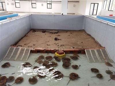 舟山：养海护渔，耕海牧渔，让海洋生物重回东海  第4张