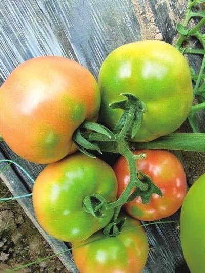 10 月蔬菜价格大跳水！叶类菜降幅惊人，你还在等什么？  第2张