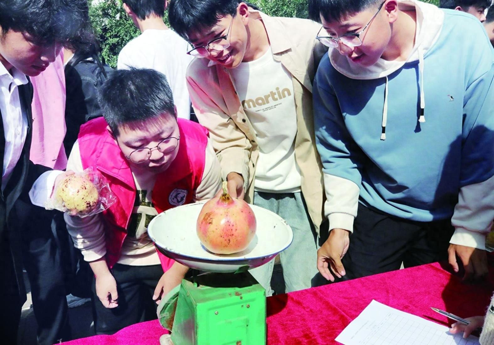 西安科技大学石榴采摘大赛，谁是最终的石榴王？