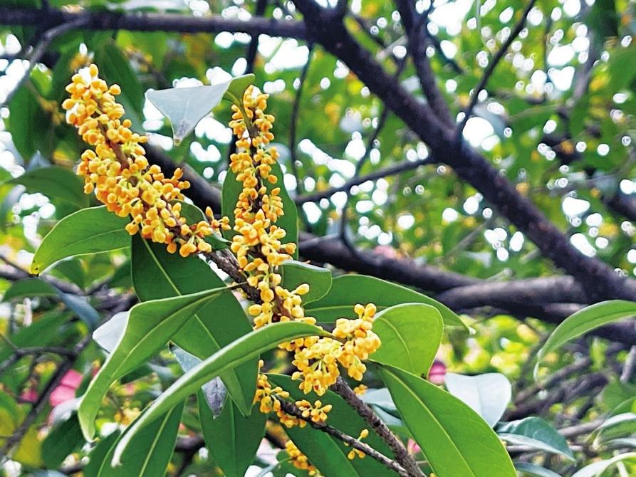 成都桂花巷桂花陆续绽放，错过再等一年  第2张