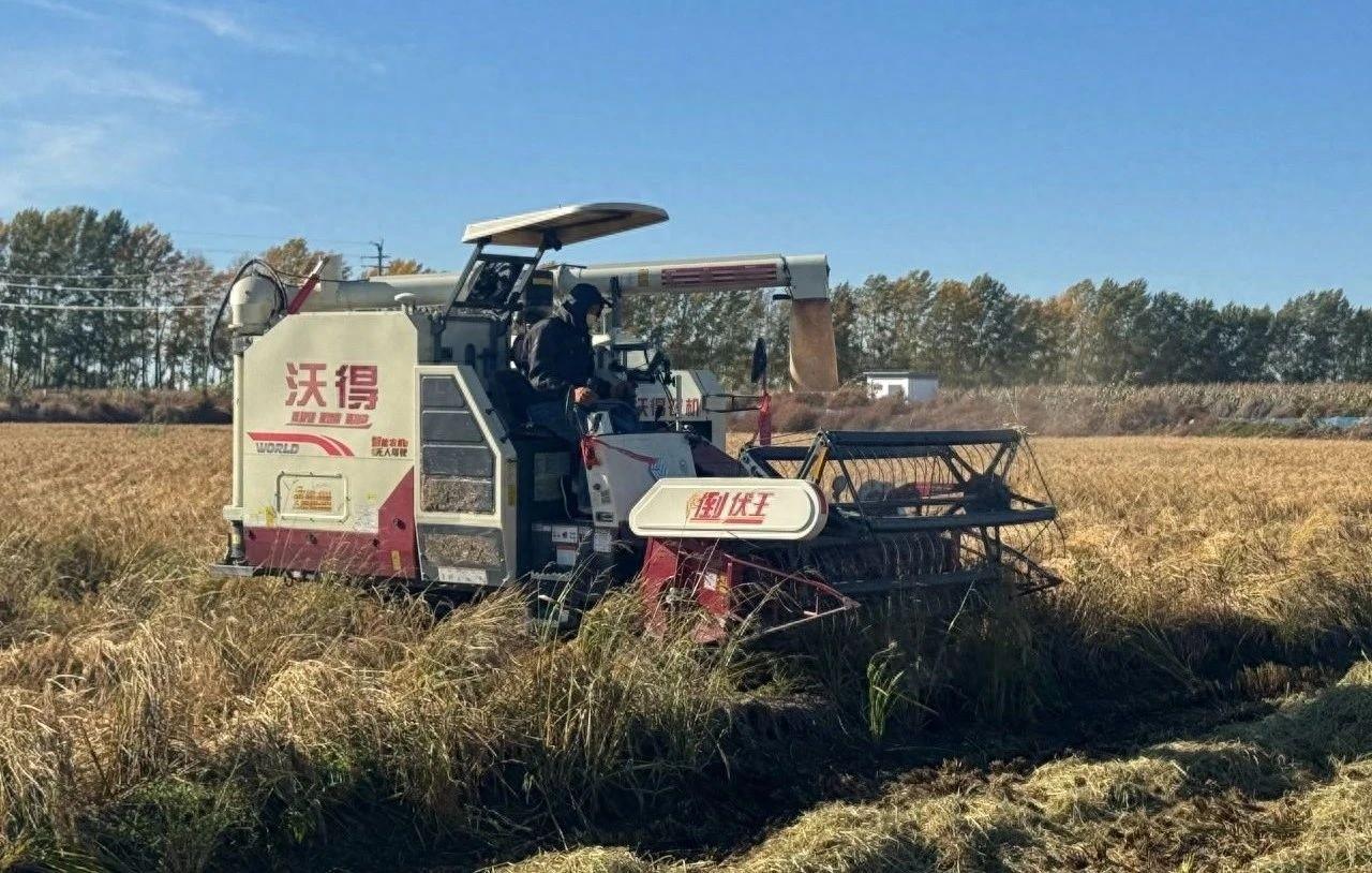 扎赉特旗水稻大丰收！3000 亩地，2000 吨水稻，颗粒归仓