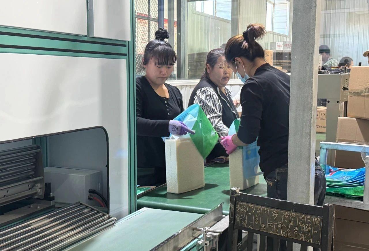 扎赉特旗水稻大丰收！3000 亩地，2000 吨水稻，颗粒归仓  第2张