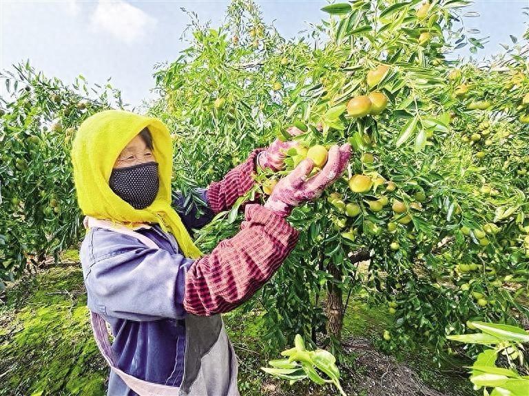 9 月 20 吨黄骅冬枣走出国门，你还没尝过？  第1张