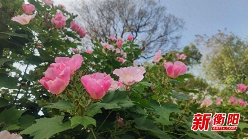东洲岛芙蓉花盛放，吸引众多游客前来，国庆假期虽过，欢乐氛围依旧  第1张