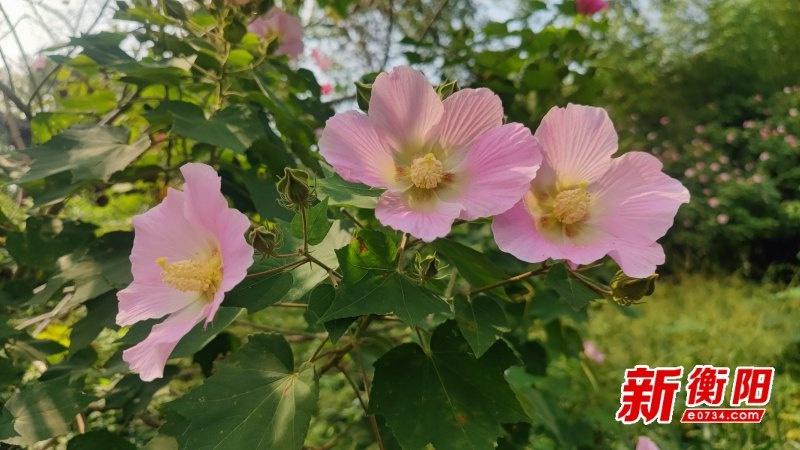 东洲岛芙蓉花盛放，吸引众多游客前来，国庆假期虽过，欢乐氛围依旧  第2张