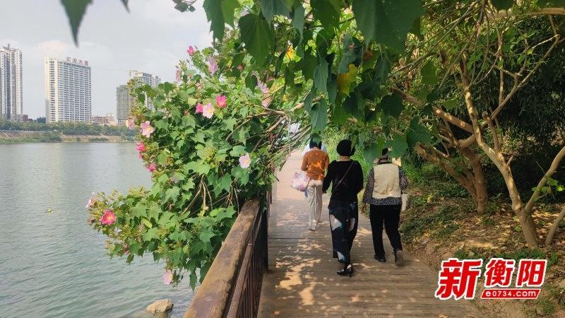 东洲岛芙蓉花盛放，吸引众多游客前来，国庆假期虽过，欢乐氛围依旧  第3张
