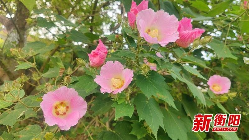 东洲岛芙蓉花盛放，吸引众多游客前来，国庆假期虽过，欢乐氛围依旧  第4张