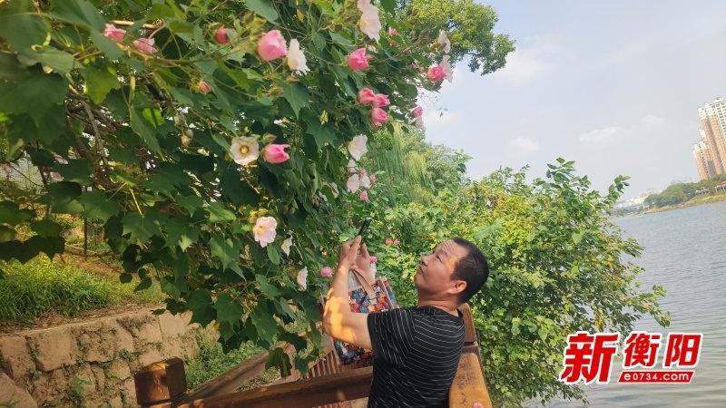 东洲岛芙蓉花盛放，吸引众多游客前来，国庆假期虽过，欢乐氛围依旧  第5张