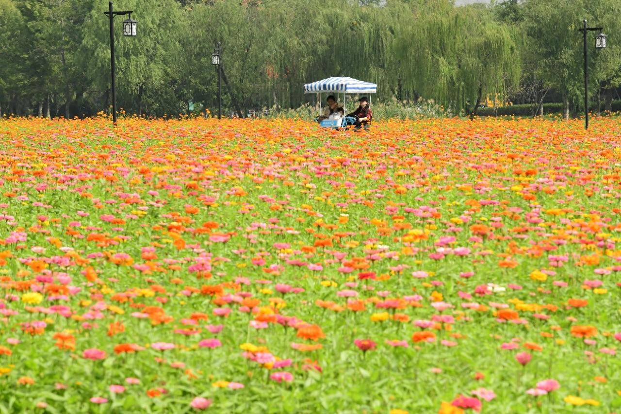浙江天气转好桂花飘香，最低气温仅 7.4℃，你准备好迎接了吗？  第1张