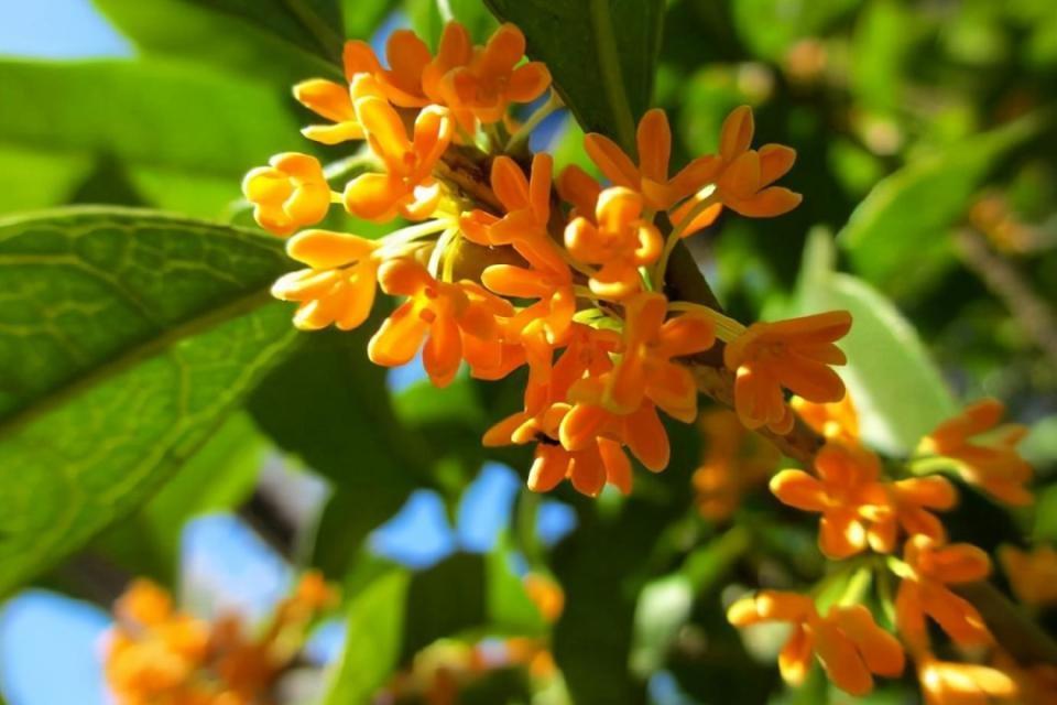 浙江天气转好桂花飘香，最低气温仅 7.4℃，你准备好迎接了吗？  第2张