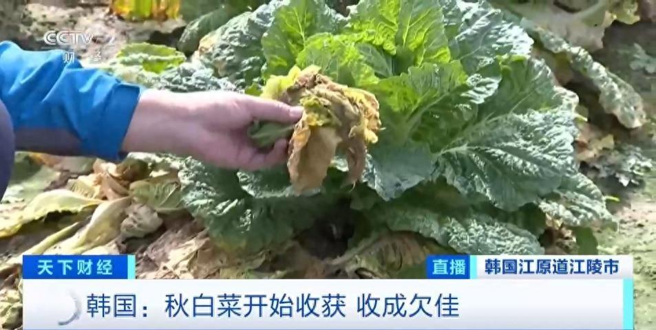 韩国大白菜价格飙升，背后原因令人