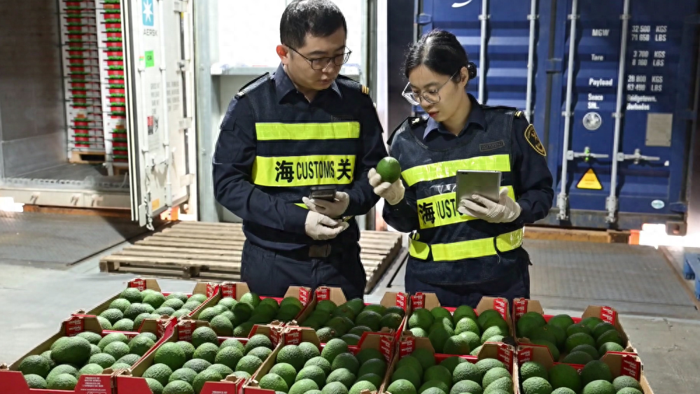 22 吨南非牛油果首次进口中国，即将亮相进博会  第1张