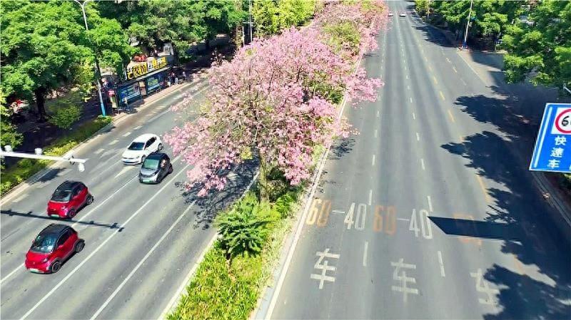 柳州街头的美丽异木棉，如梦如幻，你打卡了吗？