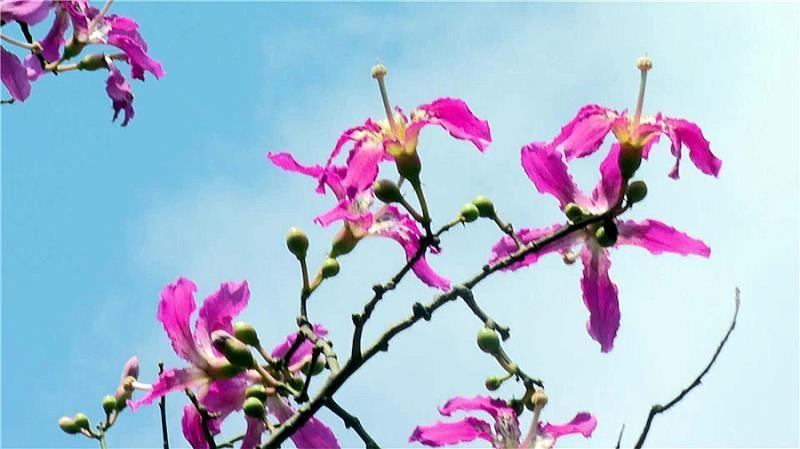 柳州街头的美丽异木棉，如梦如幻，你打卡了吗？  第5张