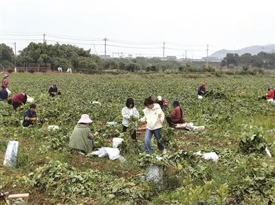 95 后农场主急哭了！200 亩毛豆没人摘，谁来帮帮她？