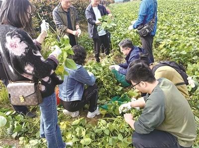 95 后农场主急哭了！200 亩毛豆没人摘，谁来帮帮她？  第2张