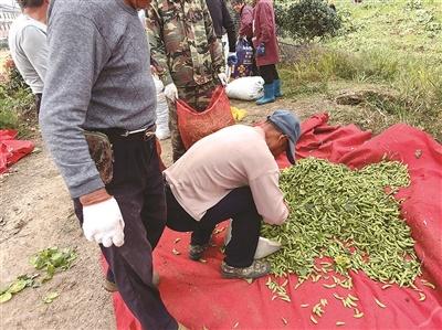 95 后农场主急哭了！200 亩毛豆没人摘，谁来帮帮她？  第3张
