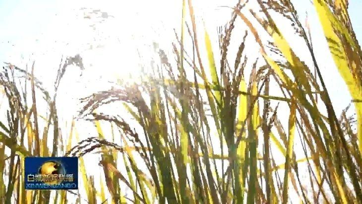 白城市盐碱地治理大获成功，粮食产量实现十三连增  第2张