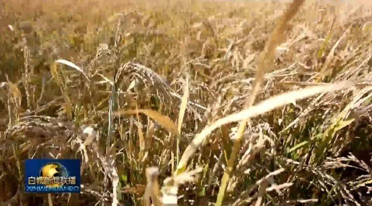 白城市盐碱地治理大获成功，粮食产量实现十三连增  第3张