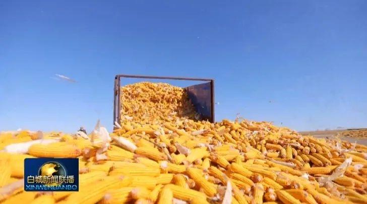 白城市盐碱地治理大获成功，粮食产量实现十三连增  第4张
