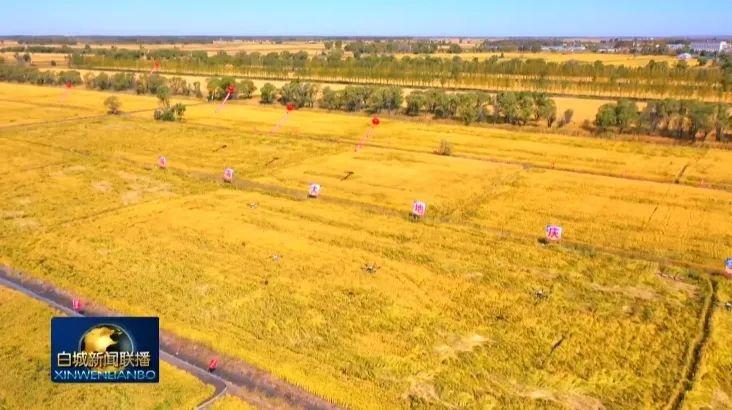 白城市盐碱地治理大获成功，粮食产量实现十三连增  第5张