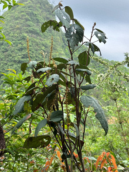 贵州惊现新物种荔波野桐，这是什么神奇的植物？