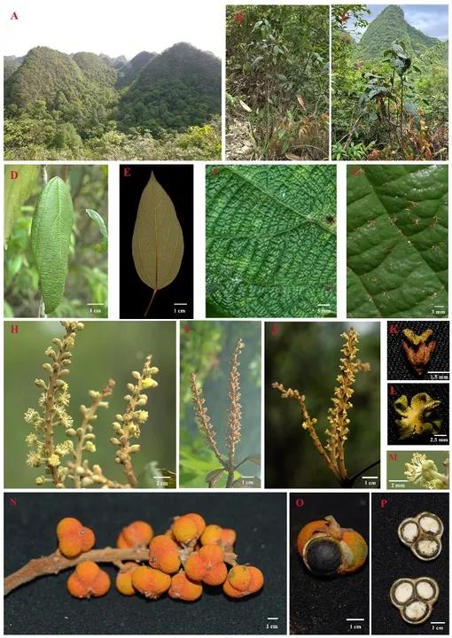 贵州惊现新物种荔波野桐，这是什么神奇的植物？  第2张