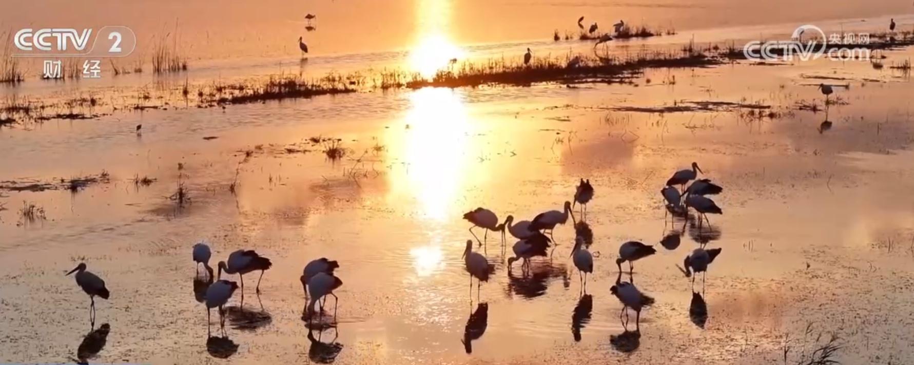 近 200 只灰鹤齐聚盐城湿地，万鸟齐飞绘就美丽画卷  第2张