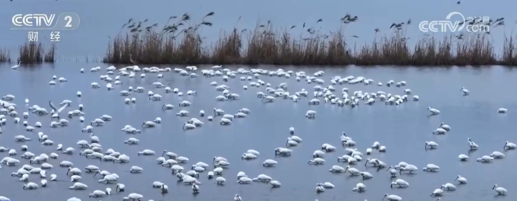 近 200 只灰鹤齐聚盐城湿地，万鸟齐飞绘就美丽画卷  第3张