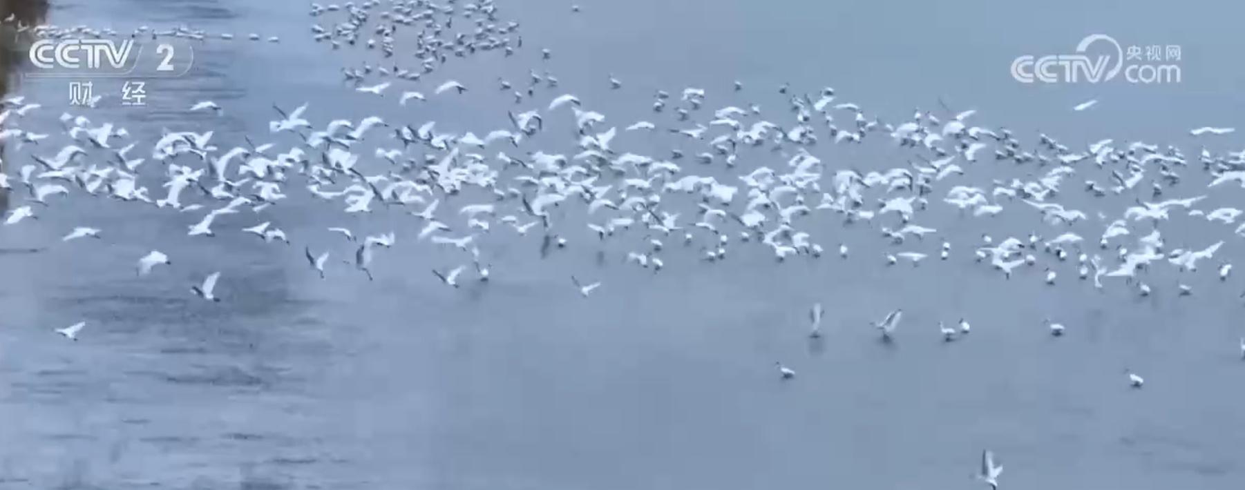 近 200 只灰鹤齐聚盐城湿地，万鸟齐飞绘就美丽画卷  第4张