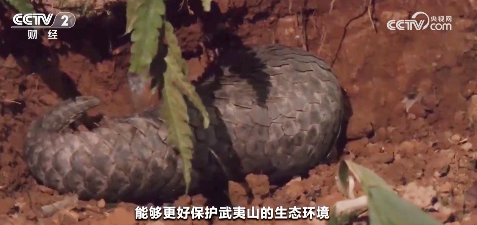 近 200 只灰鹤齐聚盐城湿地，万鸟齐飞绘就美丽画卷  第5张