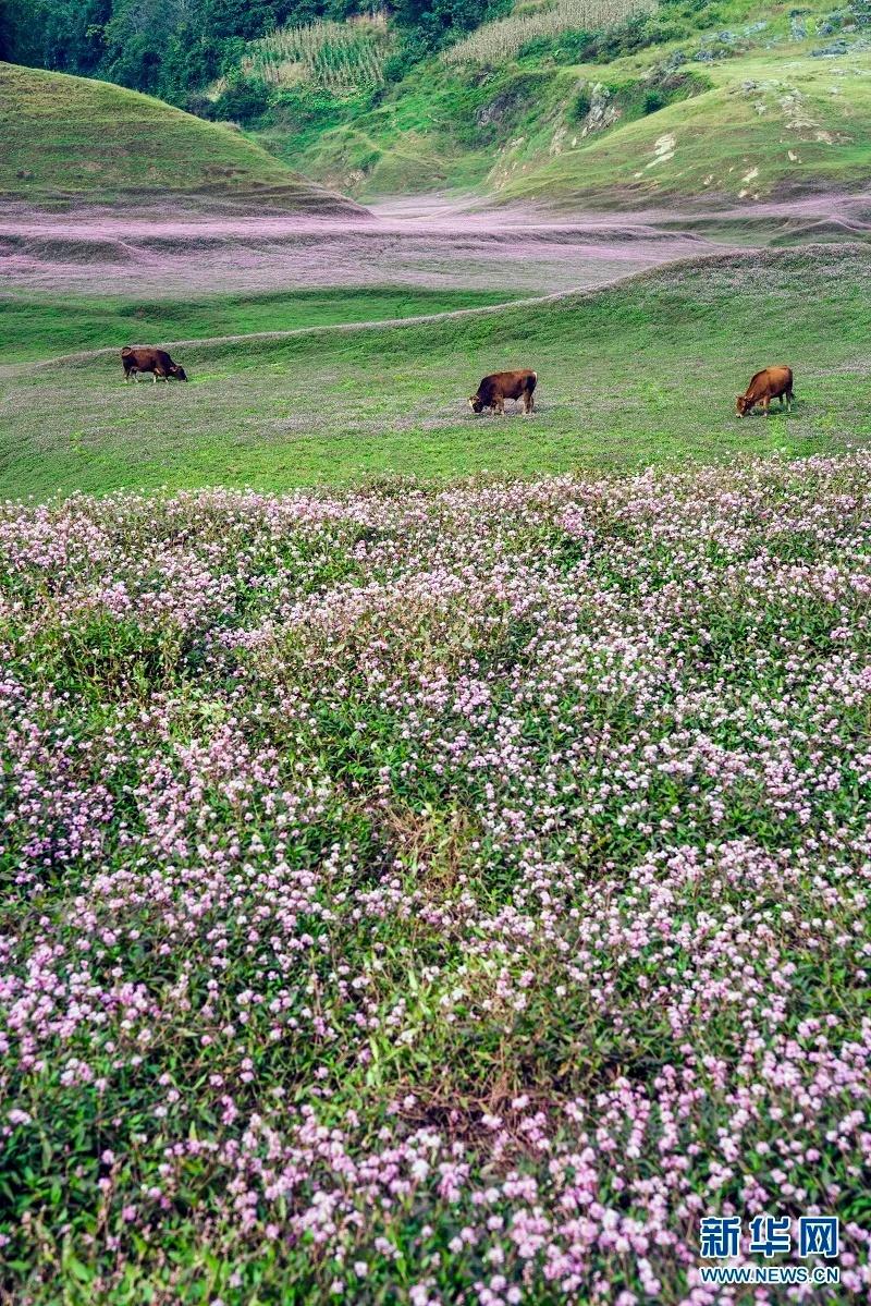 恩施立冬后仍秋高气爽，昼夜温差增大，今年冬天到底是暖是冷？  第2张