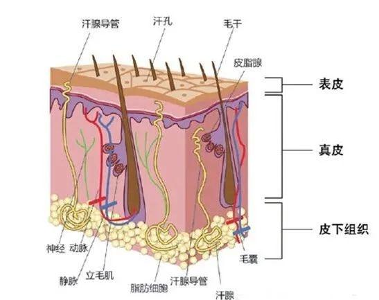 头发自然风干还是电吹风吹干？这可不是一个简单的选择题  第2张