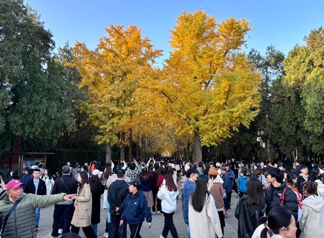 京城独有的古朴秋景！地坛公园银杏文化节，带你体验最美的秋天