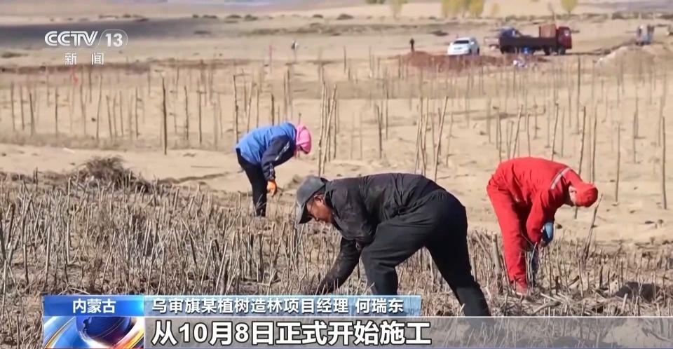 厉害了！鄂尔多斯 3000 亩人工造林，让沙漠变绿洲  第2张