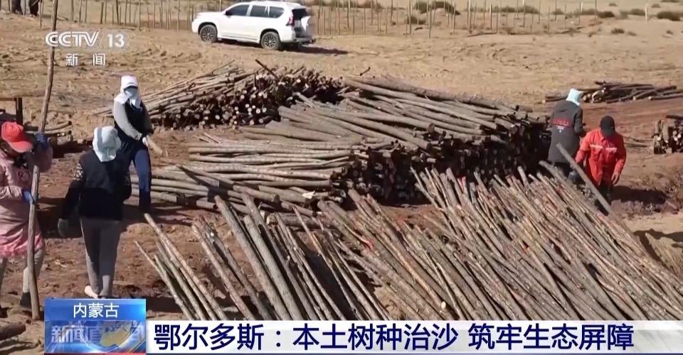 厉害了！鄂尔多斯 3000 亩人工造林，让沙漠变绿洲  第3张