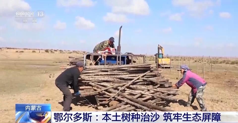 厉害了！鄂尔多斯 3000 亩人工造林，让沙漠变绿洲  第5张