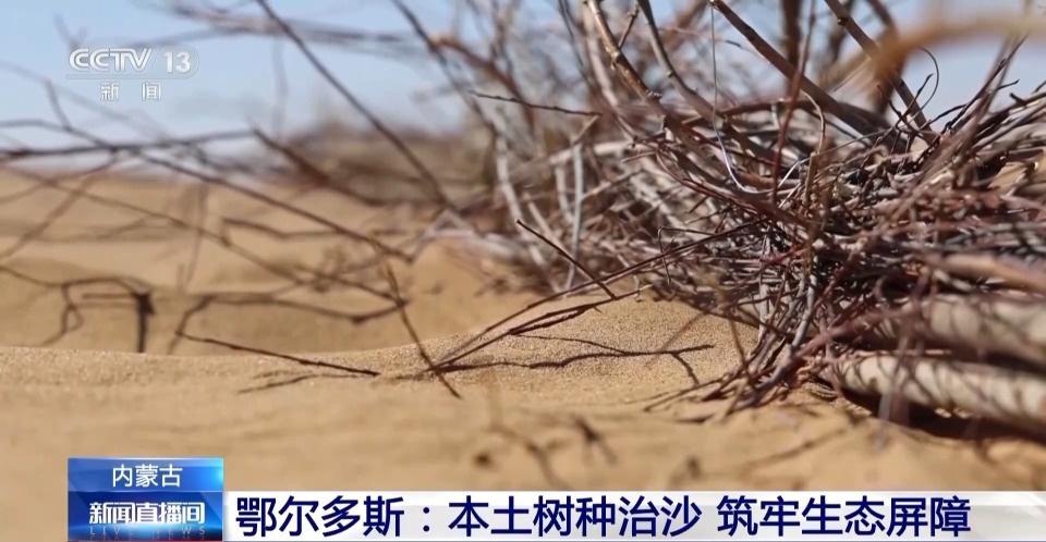 厉害了！鄂尔多斯 3000 亩人工造林，让沙漠变绿洲  第6张