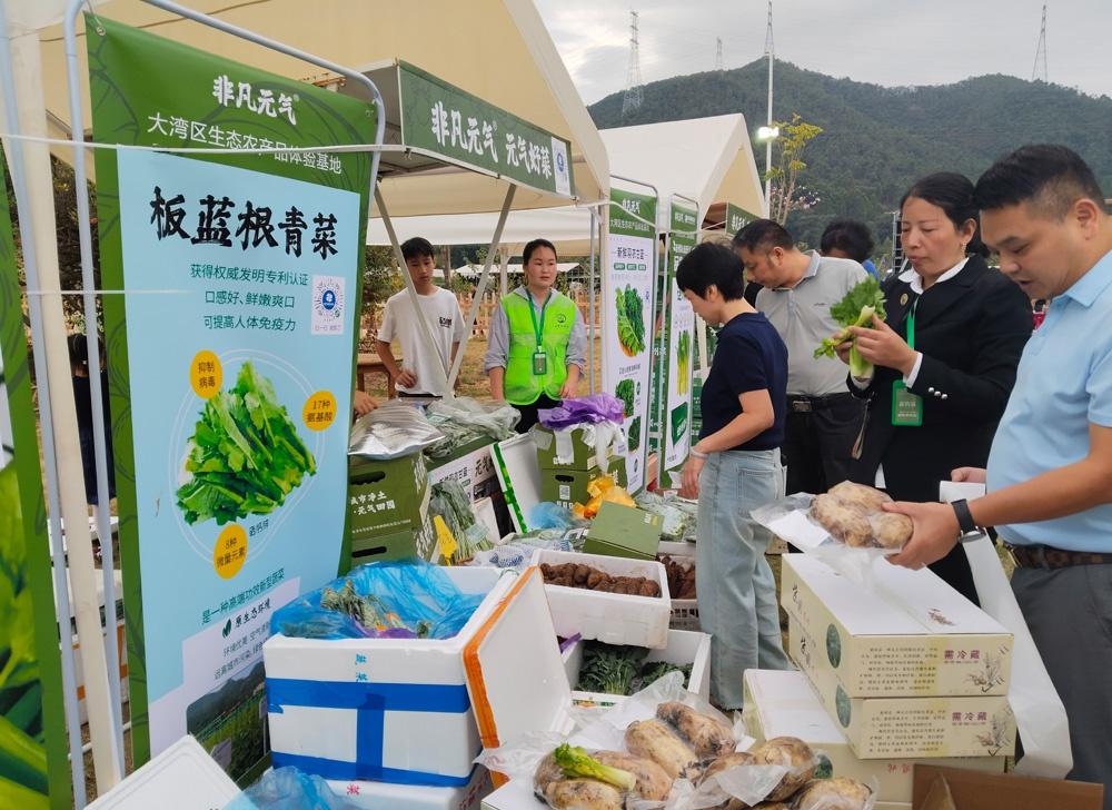 连州菜心品鉴会举行，清甜脆嫩获赞，进驻大湾区市场  第2张