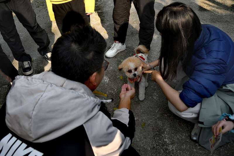 萌宠大集合！壹华里携宠交友活动引领南岸新风潮，90后00后养宠大军齐聚一堂  第3张