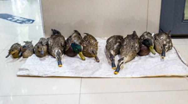 杭州湾湿地惊现非法狩猎窝棚，4名犯罪嫌疑人被抓获，11只珍稀水鸟遭殃