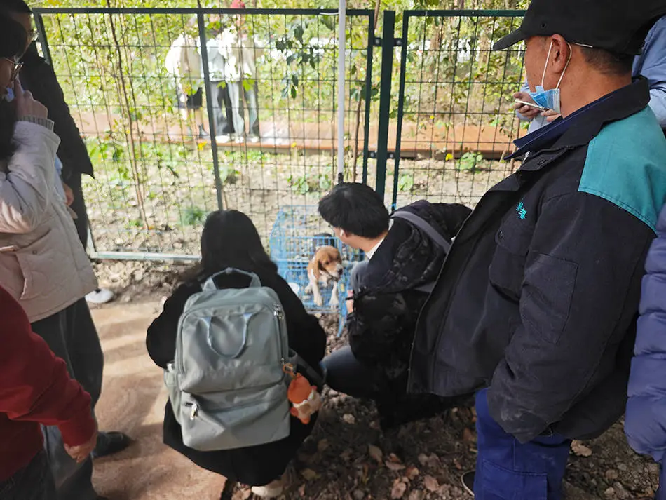 上海交大生态林小鹿遭攻击：一死一伤，真相究竟如何？  第3张